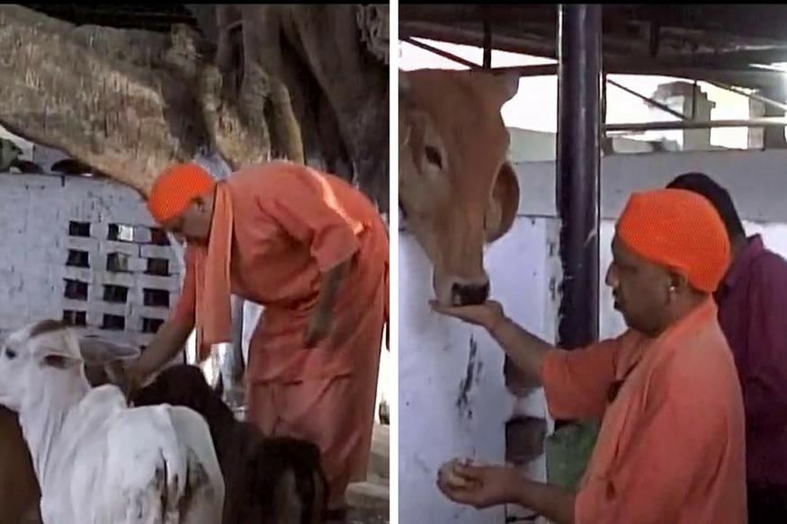 Photo of सीएम योगी की एक आहट से दौड़ी चली आईं गोशाला की गायें
