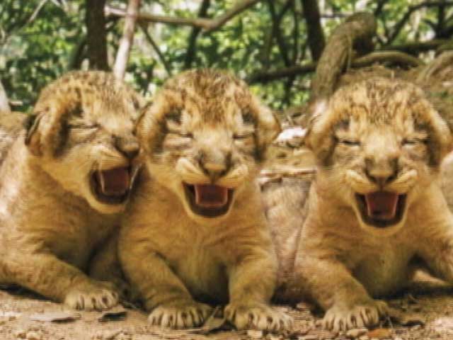 Photo of ‘योगी’राज में पालक-पनीर खाएंगे शेर?, भड़के विपछी, कहा…