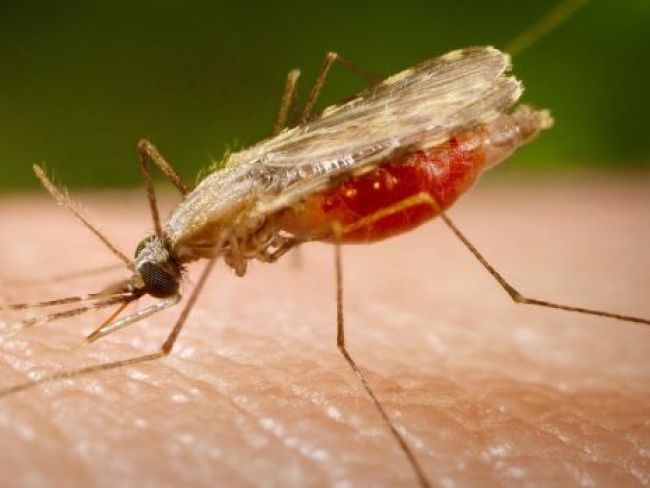 मलेरिया का इलाज अब होगा आसान