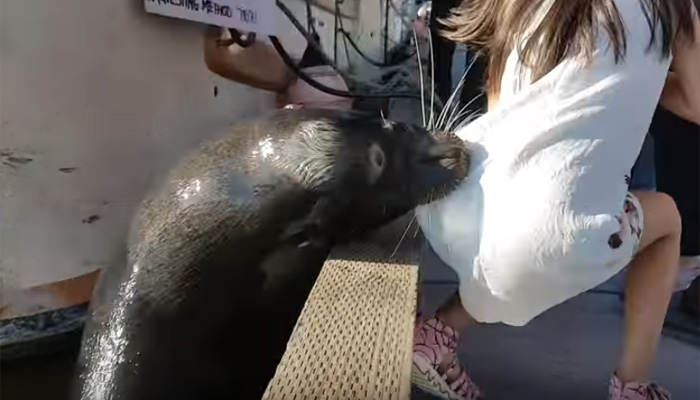Photo of Sea Lion ने अचानक लड़की के साथ किया…देख आपके उड़ जायेंगे होश…