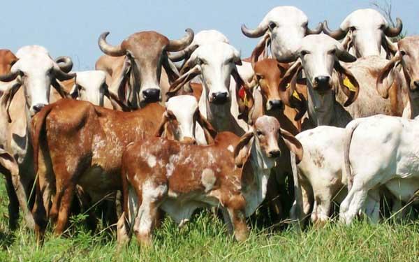 Photo of मोदी सरकार की तरफ से गायों को मिल गया ‘तोहफा बेमिसाल’