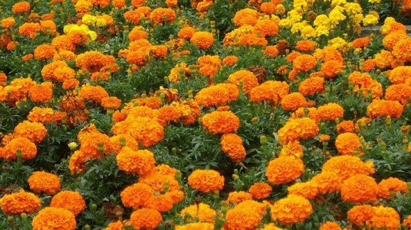 गेंदे का फूल दिलाता है खांसी से आराम...