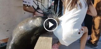 Photo of जब ‘समुद्री शेर’ के जबड़े में आ गई लड़की  देखें ये रोगटें खड़े कर देने वाला वीडियो