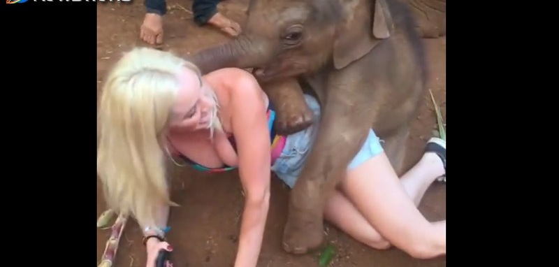 हाथी के बच्चे ने महिला के साथ कर दी ऎसी हरकत की आप देख कर हो जाएंगे दंग...देखे वीडियो!