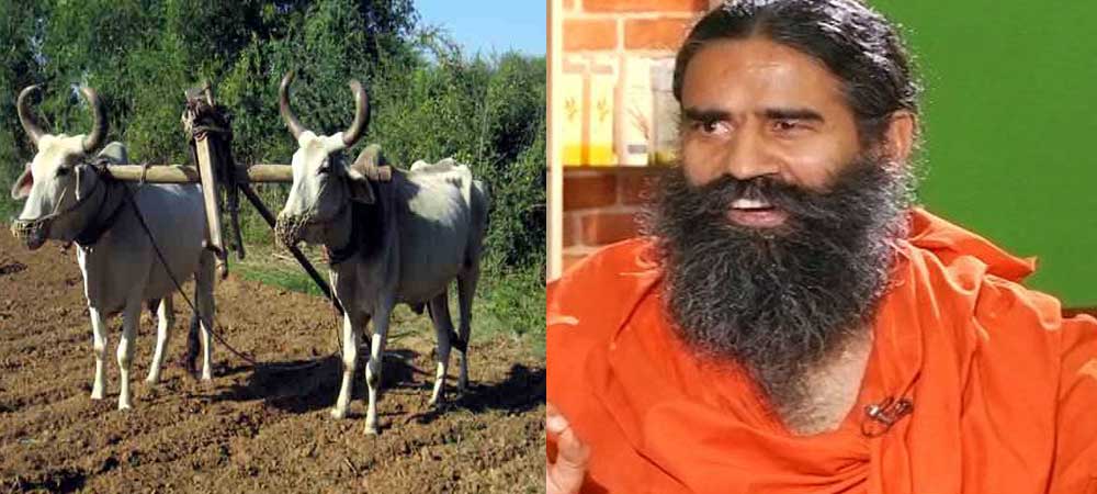 बाबा रामदेव अब बनाएगे बैलों से बिजली