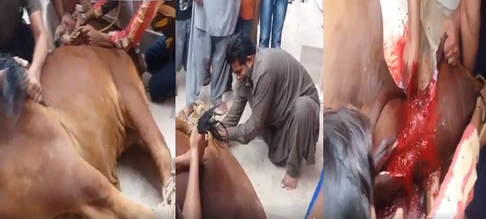 Photo of अभी-अभी: रमजान शुरू होते ही मुसलमानों ने काट दी गाय, वायरल VIDEO