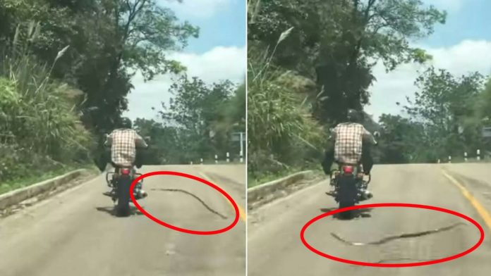 Photo of विडियो: बाइक सवार पर सांप ने उड़कर किया हमला, और फिर…