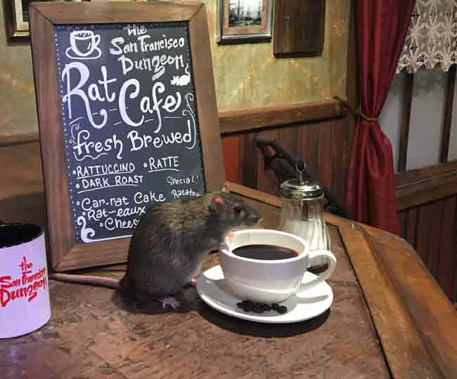 बड़े बड़े चूहों के साथ सर्व की जाती है यहां कॉफी