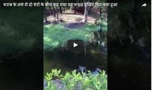Photo of Video: शराब के नशे में धुत दो शेरों के बीच कूद गया शख्स… देखिये, फिर हुआ ये