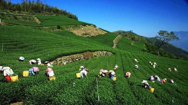 Photo of जानिए कौन से हैं दुनिया के सबसे खूबसूरत चाय के बागान
