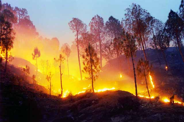 Photo of उत्तराखंड के जंगलो में लगी आग, वन विभाग लाचार