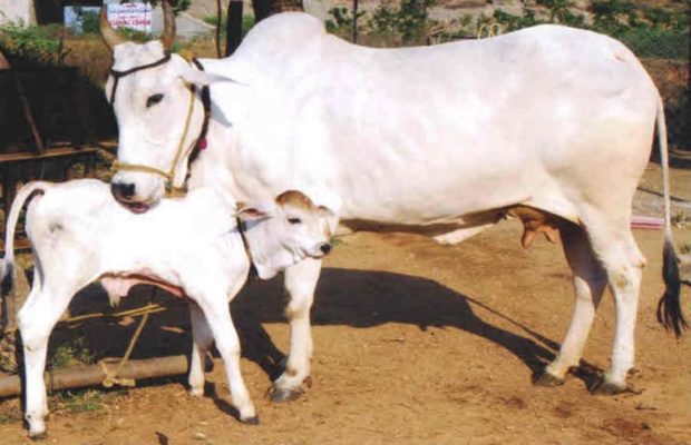 Photo of जानिए, गाय के किस अंग पर कौन से देवता करते हैं निवास