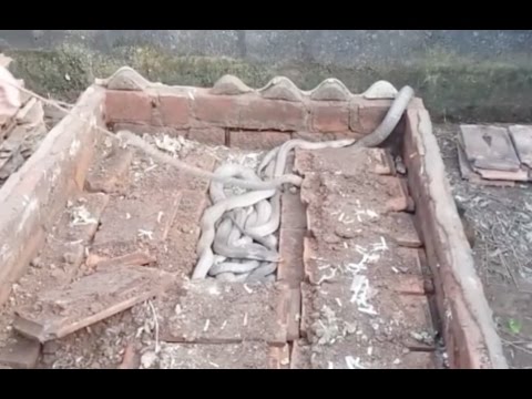 Photo of घर में सांप पकड़ने गया ये व्‍यक्ति वहां से निकले 100 किंग कोबरा उसके बाद जो हुआ….देखें वीडियो