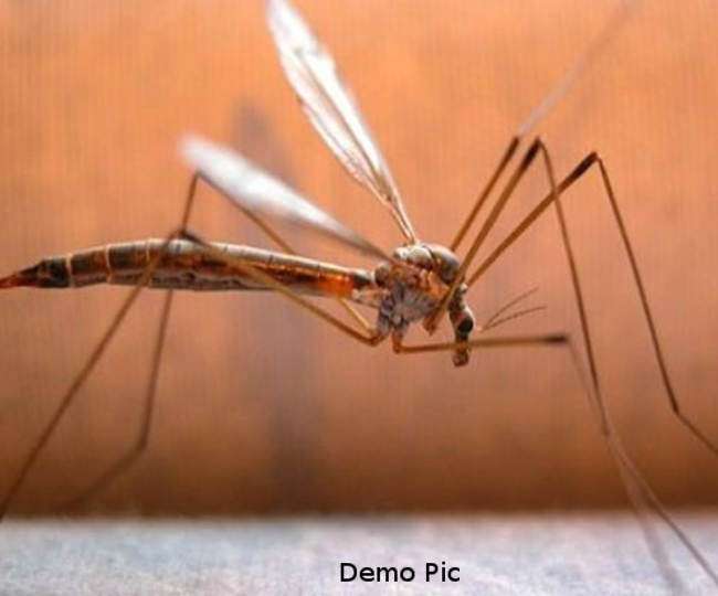 सबसे विशालकाय मच्‍छर जो रक्‍त नहीं फूलों का रस पीता है