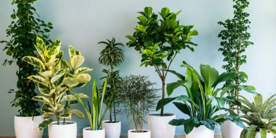 Photo of इन पौधों को घर में लगाने से अच्छी रहती है सेहत