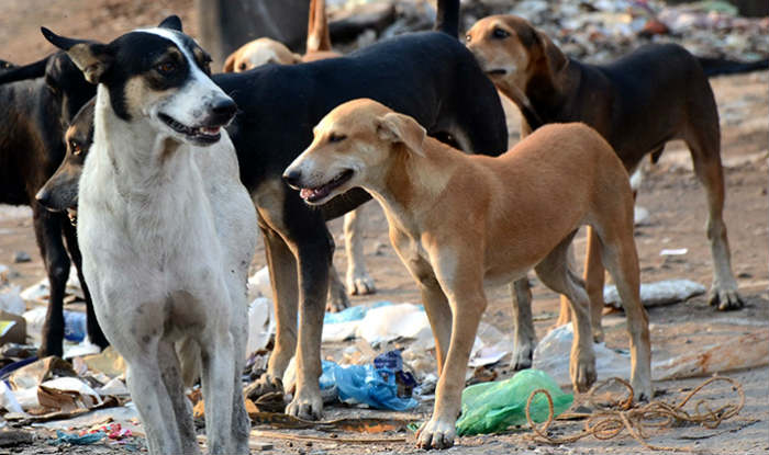 Photo of आदमखोर कुत्तों से परेशान, नाराज ग्रामीणों ने एक कुत्ते को पीट-पीटकर मार डाला