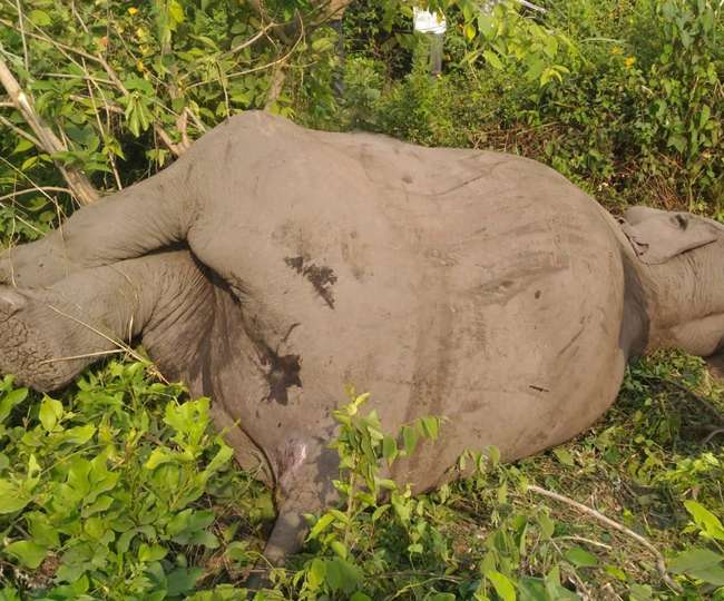उत्तराखण्ड उधमसिंह नगर में रेलवे ट्रैक पर आया हाथी, टक्‍कर से हुई मौत