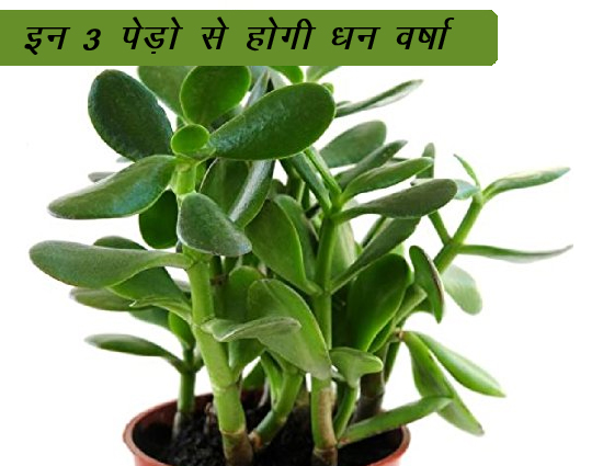 Photo of घर में इन 3 पौधों के लगाने होगी धन वर्षा, एक बार अजमा के देखें…