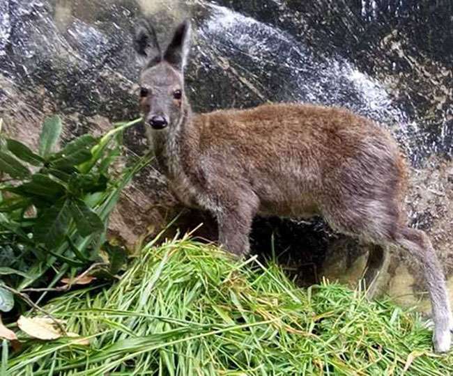 Photo of केदारनाथ घाटी में हेलीकॉप्‍टरों के शोर दुर्लभ वन्य जीवों के लिए बना खतरा