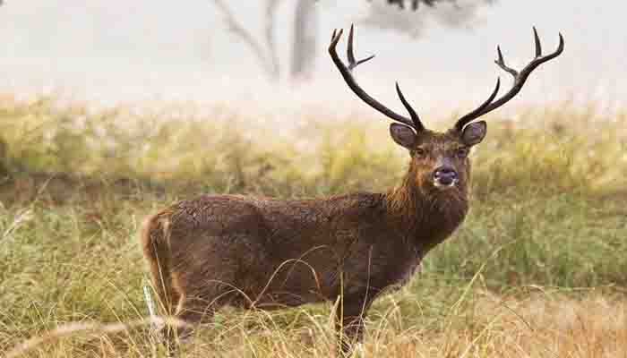Photo of बारहसिंगा को इस नेशनल पार्क में देख पाना है मुमकिन लगभग गायब होने की कगार पर पहुचें