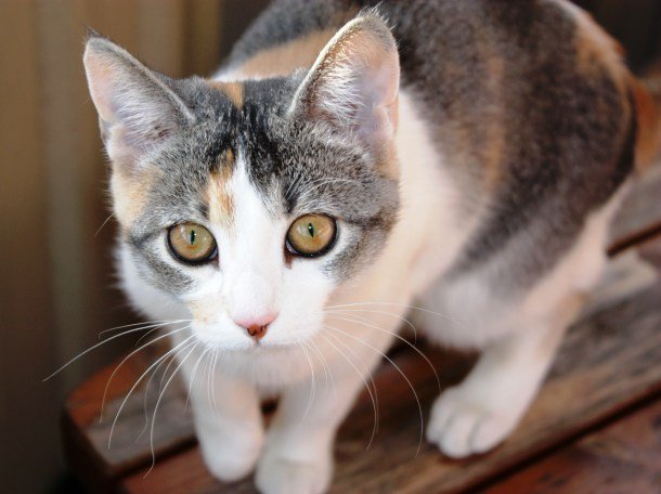 Photo of अगर बिल्ली ने चाट लिया आपका यह अंग तो हो सकता है…