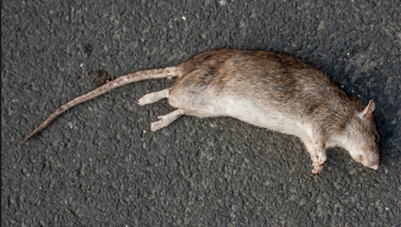 Photo of खाली प्लॉट में फेंका मरा हुआ चूहा तो पड़ोसी ने उतरा मौत के घाट