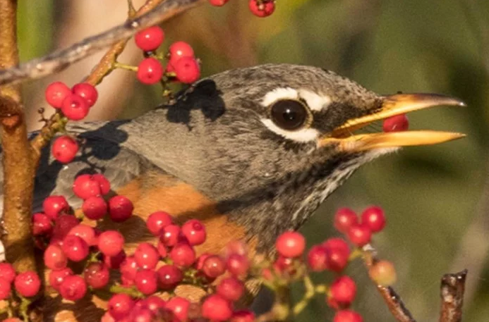 Photo of शराब के नशे में चूर चिड़ियों ने शहर में मचाया आतंक, पुलिस ने जारी की चेतावनी