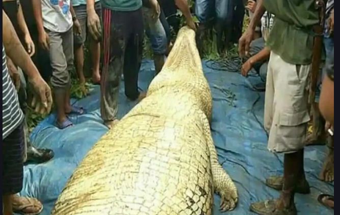 Photo of मगरमच्छ के पेट में मिली ऐसी चीज़, जिसे देखकर पागल हो गए लोग…