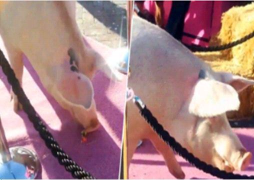Photo of दुनिया भर में फेमस है यह सूअर, मुंह से ब्रश लेकर ऐसे बनाती है बेहतरीन पेंटिंग.. देखें पूरा वीडियो