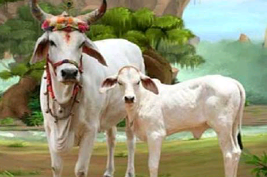 Photo of मनुष्य का सारा कमाया हुआ पुण्य इन चीजों का अपमान करने से हो जाता है नष्ट…