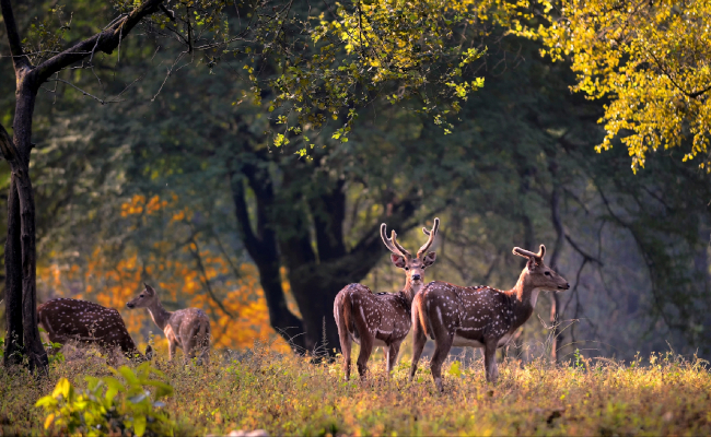 Photo of एशिया के सबसे खूबसूरत रिजर्व में शामिल है कान्हा नेशनल पार्क, जाकर जरुर देखें दुर्लभ जीव-जंतु