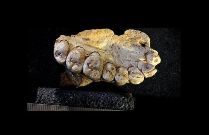 Photo of यहां मिला साढ़े पांच लाख वर्ष पुराना एक दांत, ऐसे होते थे उस समय के लोग