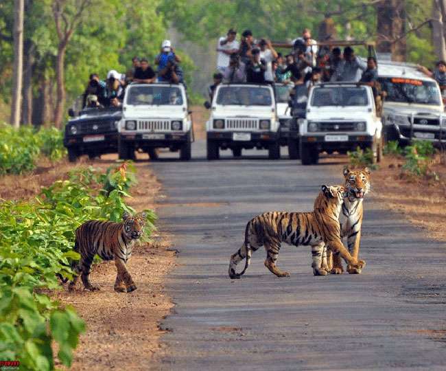 Photo of रामनगर : कॉर्बेट पार्क पर HC के फ़ैसले रामनगर के पर्यटन कारोबारियों में चिंता