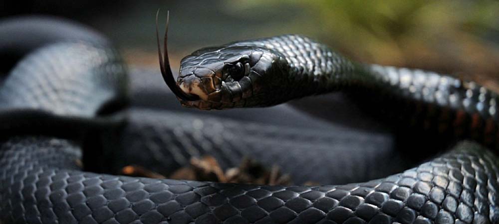 Photo of दुनिया का सबसे जहरीला सांप है BLACK MAMBA, जानें कुछ फैक्ट्स