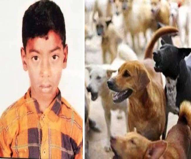 Photo of घर से बाहर खेलने गए मासूम को चार से पांच कुत्तों ने नोच नोचकर मार डाला….