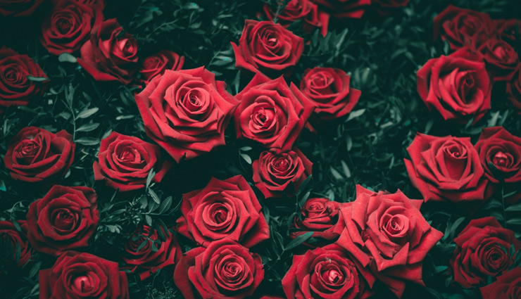 Photo of आपको खूबसूरत और सुन्दर बनाएंगी गुलाब की पत्तियाँ, जानें किस उपयोग करे