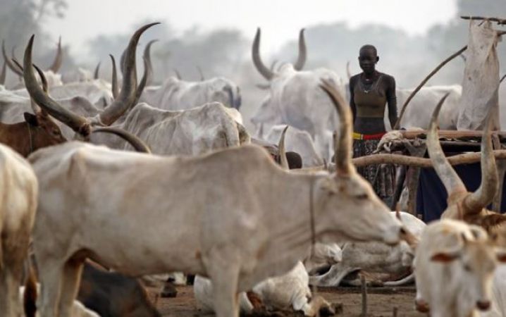 Photo of यहां जानवरों को अपने बच्चों की तरह पालते हैं लोग