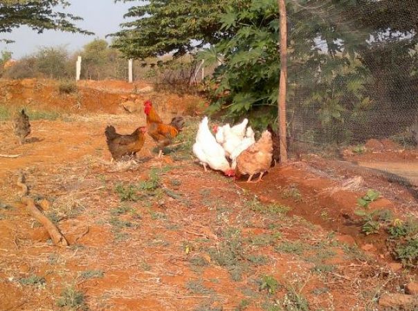 Photo of मुर्गे को सुबह बांग देना पड़ गया भारी, महिला ने किया ये काम