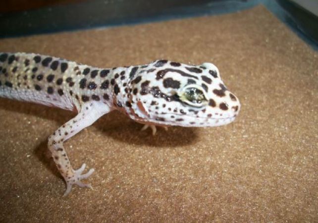 Photo of कई बिमारियों को दूर कर सकती है ये अनोखी छिपकली, लाखों में है कीमत