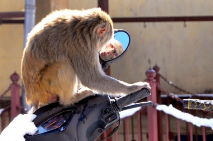 Photo of गुस्साए इंसान ने बंदर को मारी चप्पल, तो हुआ कुछ ये हाल