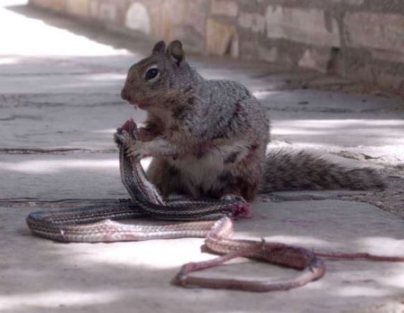 Photo of अपने शिकार पर निकला था सांप, लेकिन गिलहरी ने ही कर दिया ये हाल