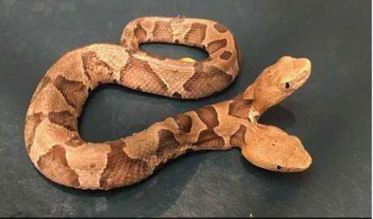 Photo of यहां पाया गया दो मुंहा सांप जो बेचा जा रहा था करोड़ों में..