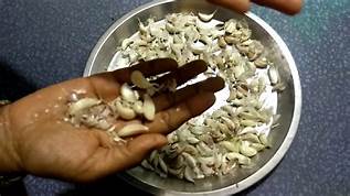 Photo of लहसुन छीलने का सबसे आसान तरीका