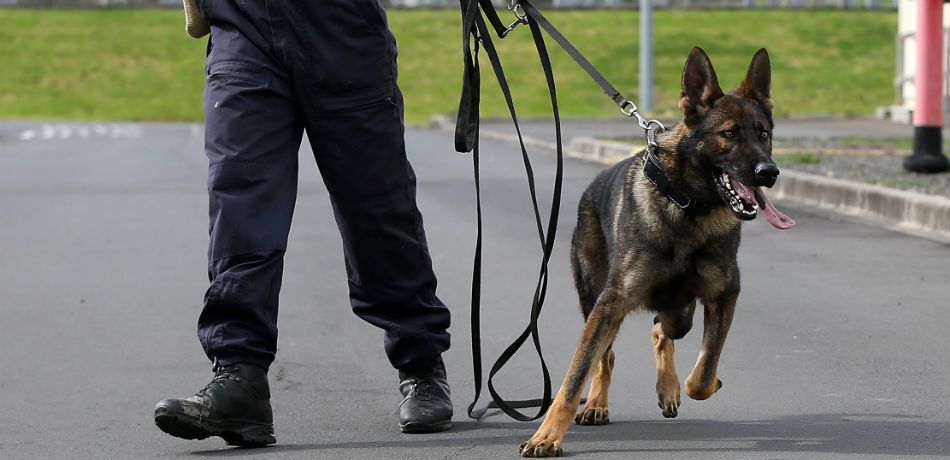 Photo of चीनी में पुलिस अपने कुत्तों को ‘अल्ट्रासोनिक’ रिमोट से करती है कंट्रोल