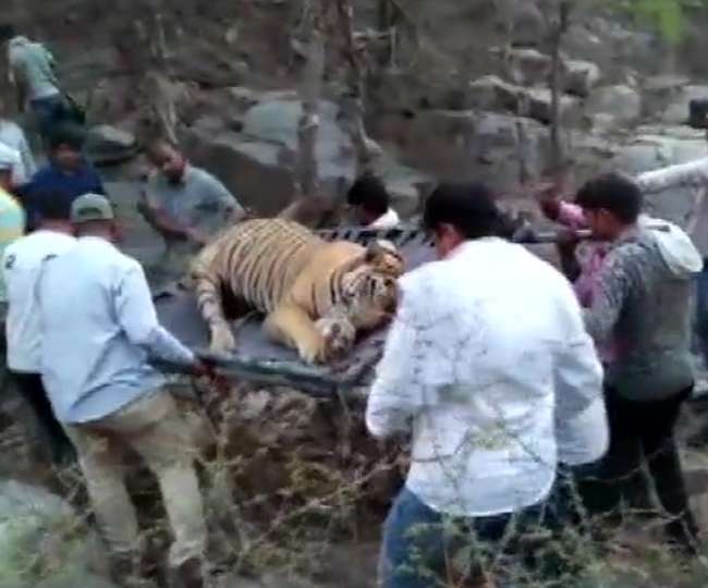 Photo of अलवर के सरिस्का बाघ परियोजना में शनिवार को एक और बाघ की हो गई मौत
