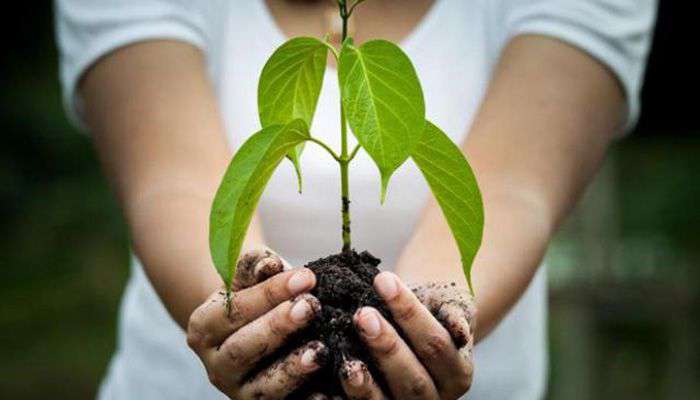 Photo of अब 10 पेड़ लगाने पर ही मिलेगी ग्रेजुएशन की डिग्री, इस देश में बना कानून