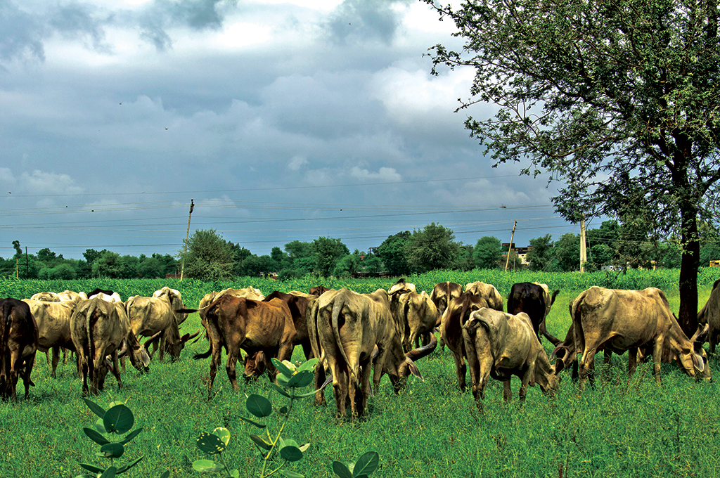 Photo of अगर आप पशुपालन के साथ ही खेती करते हैं तो घर बैठे बना सकते हैं शिवंश खाद, रसायनमुक्त होगा अनाज