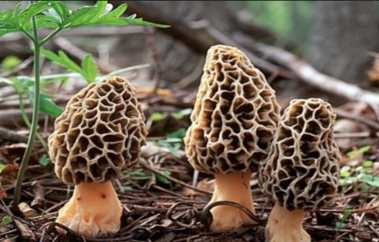 Photo of चीनी गुच्छी के आगे फीका पड़ गया हिमाचल का कारोबार