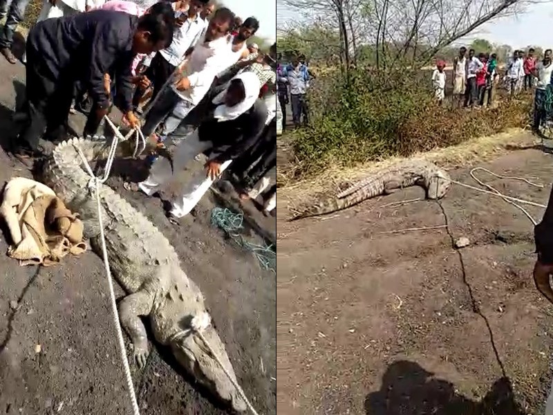 Photo of मनासा तहसील के गांव तुमड़ा गांव में घुसा 9 फीट लंबा मगरमच्छ, पढ़े पूरी खबर