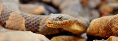 Photo of शेर सिंह ने दिखाई इंसानियत , अपने मुंह से सांप को पानी पिलाकर बचाई जान